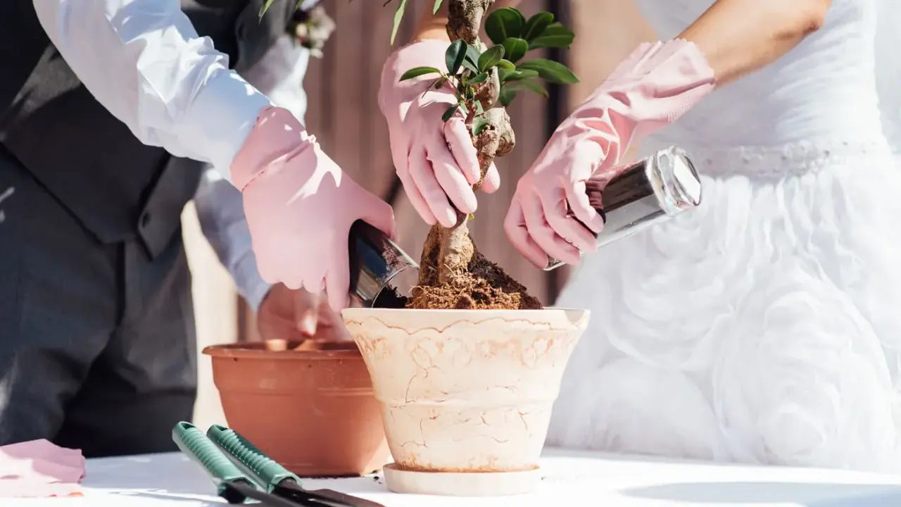 Brautpaar pflanzt Bonsai. Eine schöne Idee, welche Pflanze zur Hochzeit schenken!