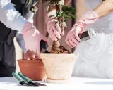 Brautpaar pflanzt Bonsai. Eine schöne Idee, welche Pflanze zur Hochzeit schenken!