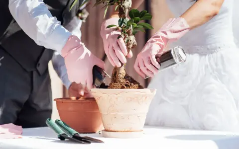 Brautpaar pflanzt Bonsai. Eine schöne Idee, welche Pflanze zur Hochzeit schenken!