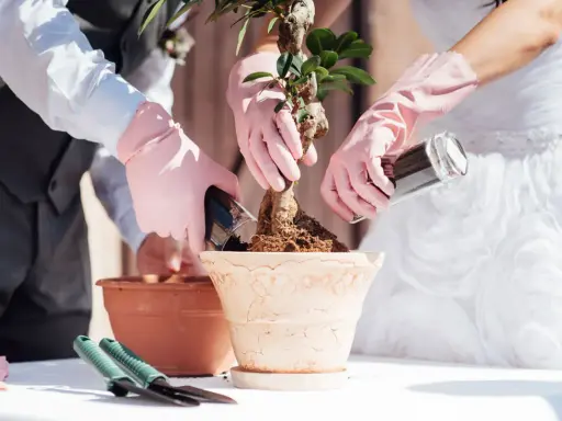 Brautpaar pflanzt Bonsai. Eine schöne Idee, welche Pflanze zur Hochzeit schenken!