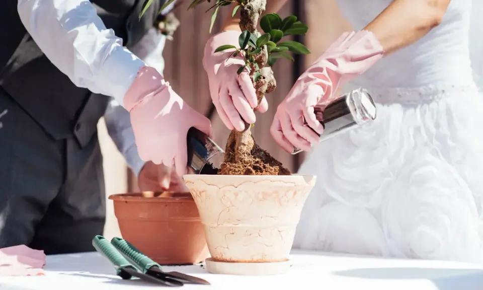 Brautpaar pflanzt Bonsai. Eine schöne Idee, welche Pflanze zur Hochzeit schenken!